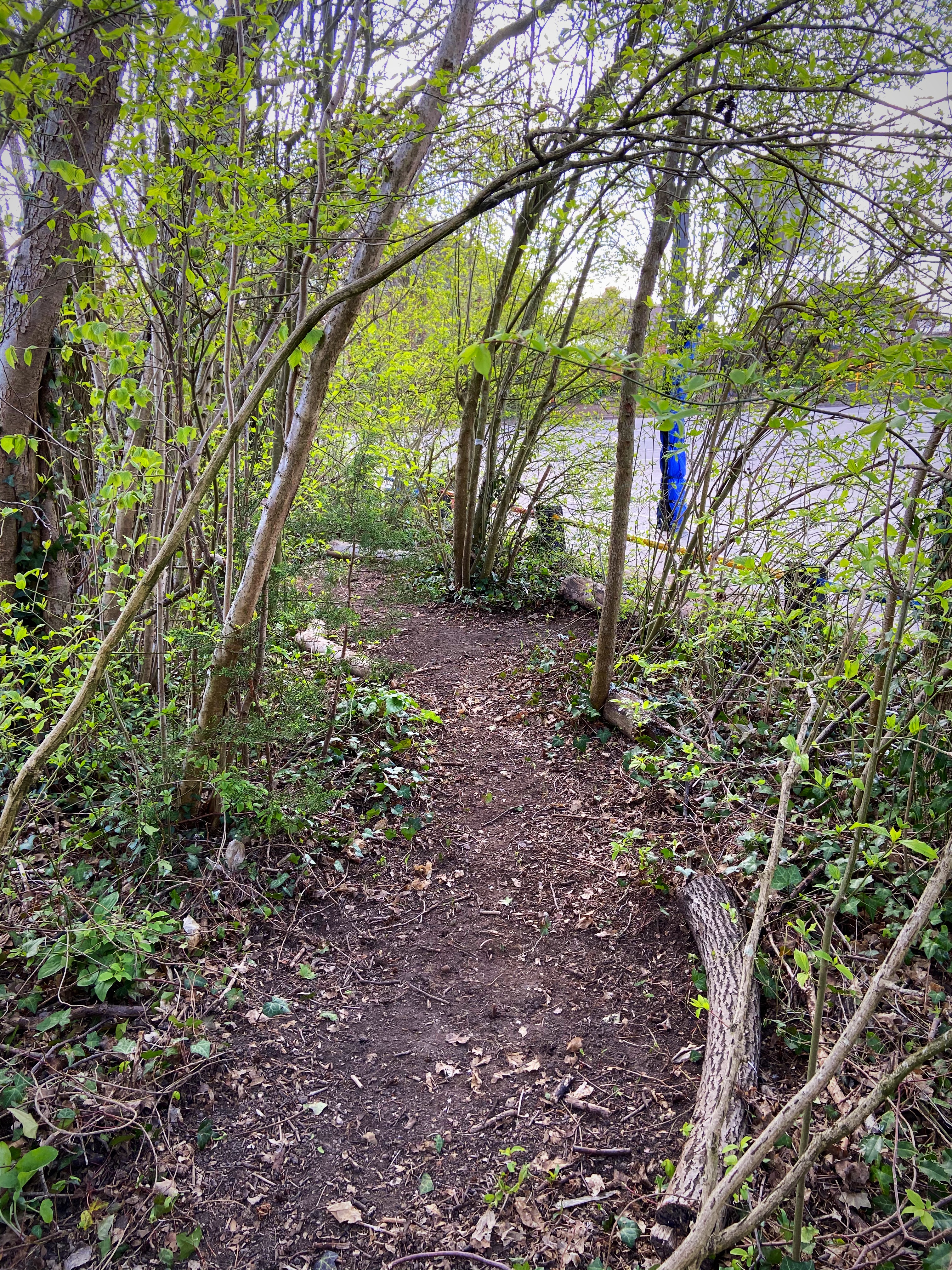 A Woody Walk has been created on the school grounds to allow children to surround themselves with nature and realise how to appreciate and respect it